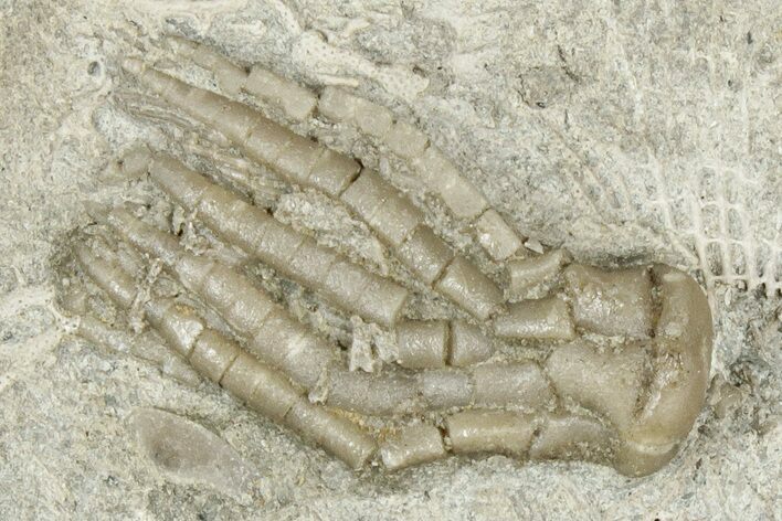 Crinoid Crown (Phanocrinus) Fossil - Anna, Illinois #326065